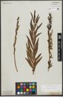 Foto von Salix purpurea L. x Salix viminalis L.